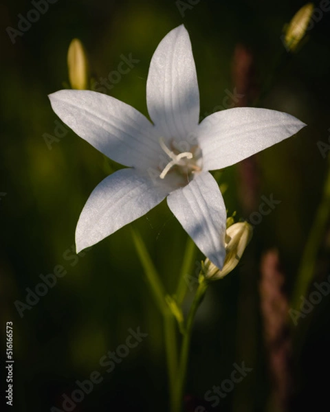 Obraz white flower