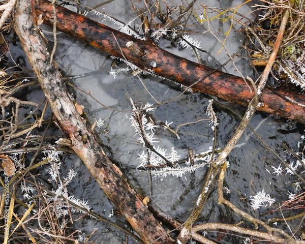 Obraz closeup branches in frozen pavement