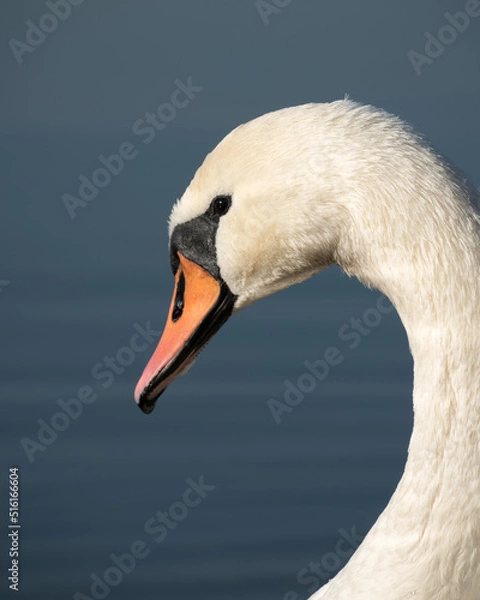 Obraz swan on the water