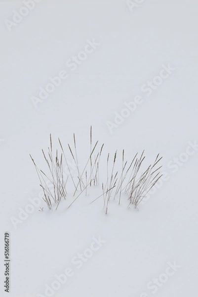 Obraz grass on snow pavement