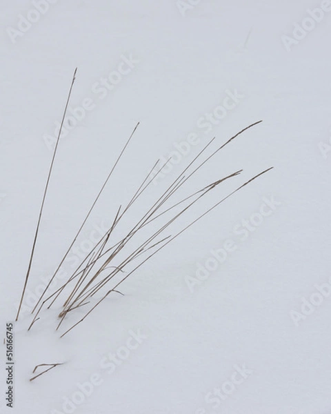 Obraz grass in snow