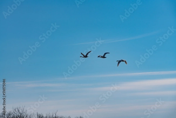 Fototapeta 鶴居村　タンチョウ