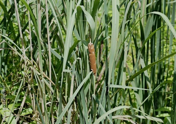 Obraz Cattails have a surprising function and history