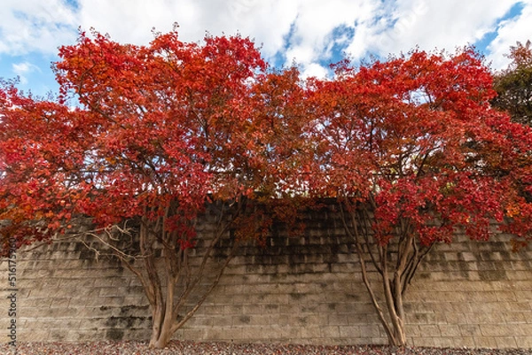 Obraz Liquidambar styraciflua  or Sweetgum 