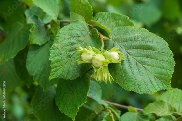 Obraz Hazelnuts growing on the tree branch