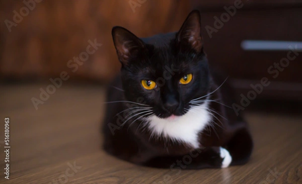 Obraz a black kitten with a white chest and white paws lies on the floor close-up