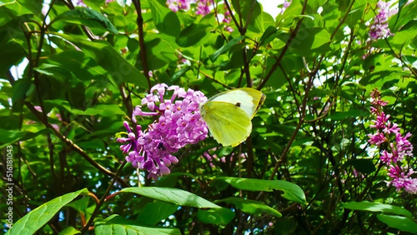 Obraz green color butterfly sits on a lilac branch close-up