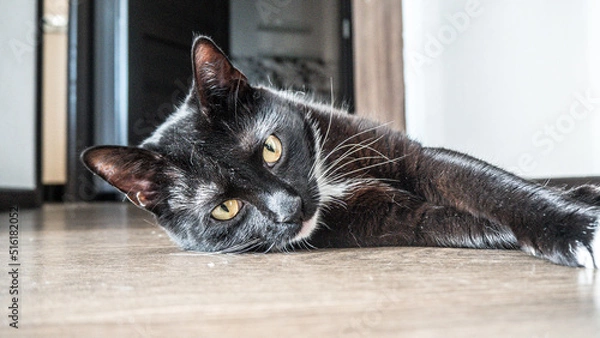 Obraz a black kitten with a white chest and white paws lies on the floor close-up