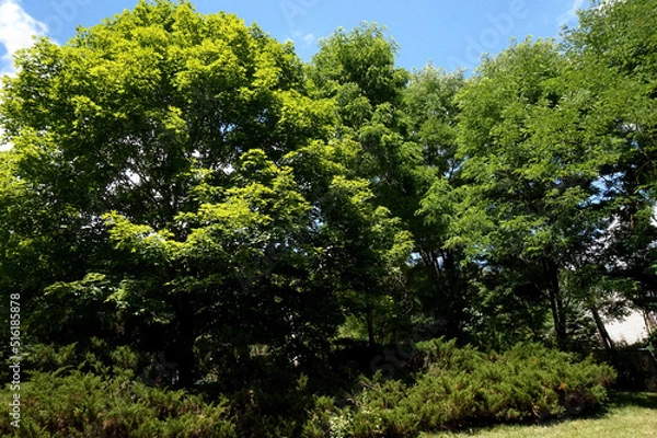 Fototapeta Treescape