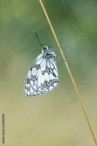 Obraz Checkerboard butterfly is hanging on a grass