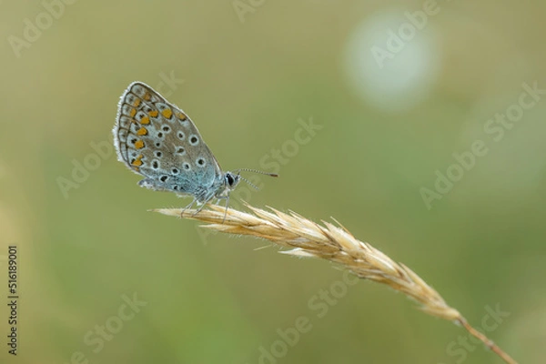 Obraz Common blue is sitting on a grass