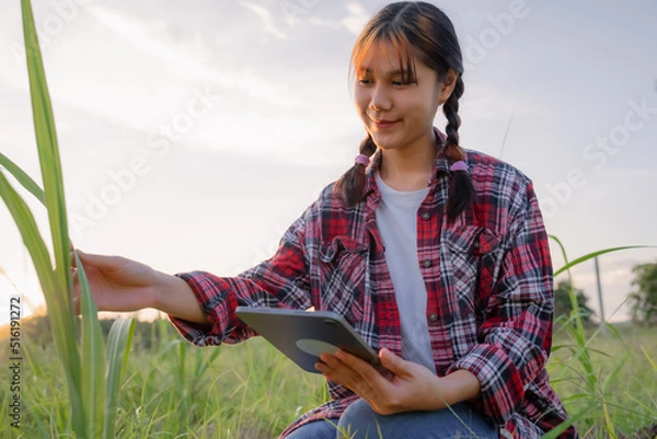 Obraz Young agriculture student working with tablet in field at sunset. Young attractive Asian girl in a field using tablet. Portrait of female farm worker with digital tablet