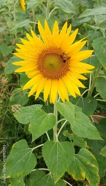 Obraz sunflower in the garden