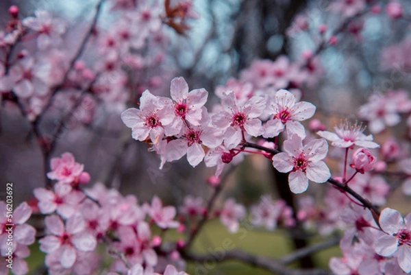 Obraz Beautiful Cherry blossom macro photography