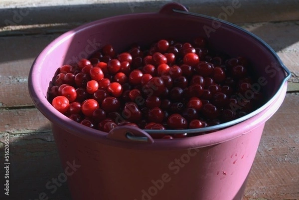 Obraz Cherries in bucket
