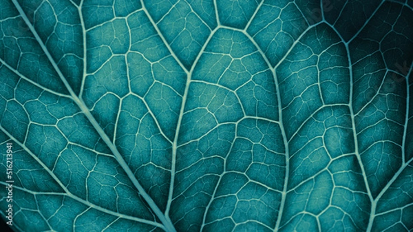 Fototapeta Plant leaf closeup. Mosaic pattern of  cells and veins. Wallpaper on vegetable theme. Abstract nature structure. Blue green tinted background. Horseradish leaf. Macro
