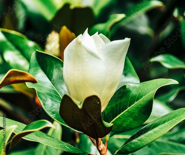 Fototapeta beautiful white Magnolia grandiflora, southern magnolia or bull bay on the tree