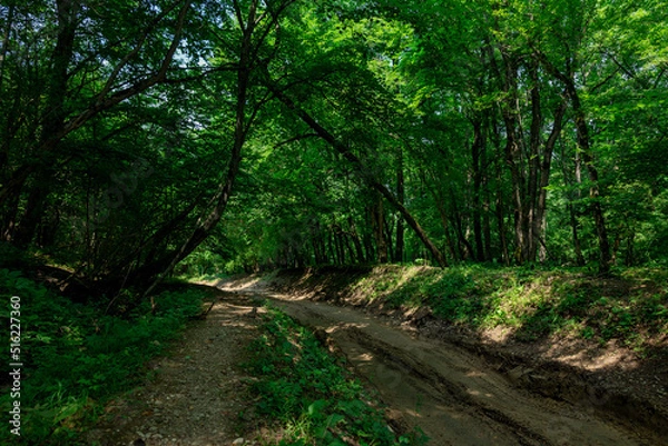 Fototapeta footpath in the woods