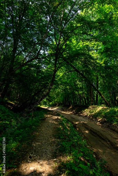 Fototapeta path in the forest