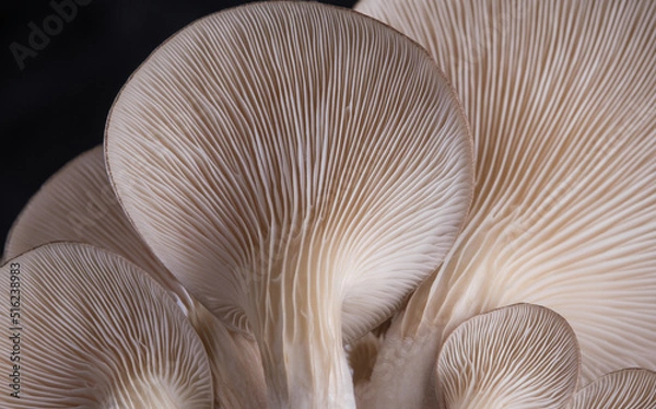 Obraz macro Sajor-caju Mushroom plants. Using idea design texture pattern concept natural or wallpaper, beautiful in nature, abstract nature background