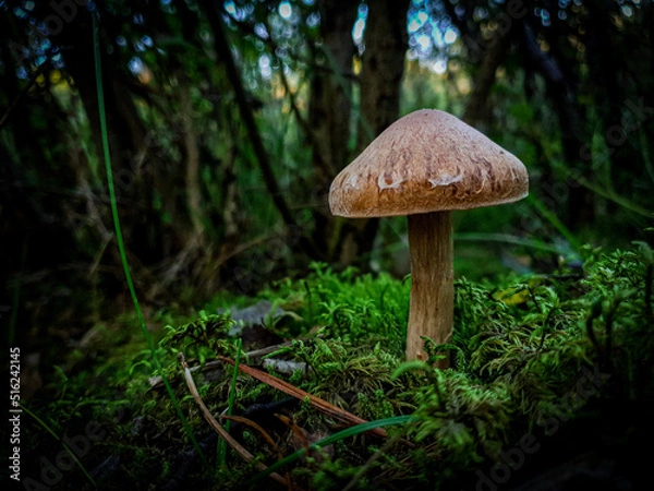 Obraz mushrom