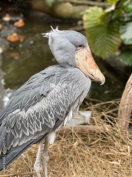 Fototapeta ハシビロコウ２