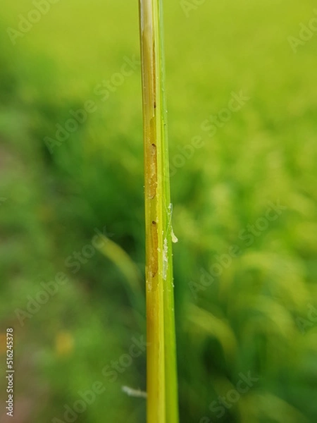 Fototapeta Larva of rice stemborer  in Viet Nam.