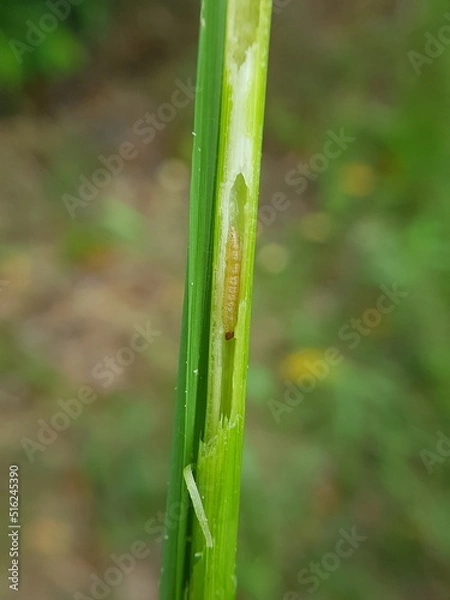 Fototapeta Larva of rice stemborer  in Viet Nam.
