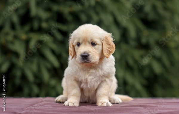 Obraz puppy dog golden retriever labrador in a wooden box in the park on the grass in the summer at sunset