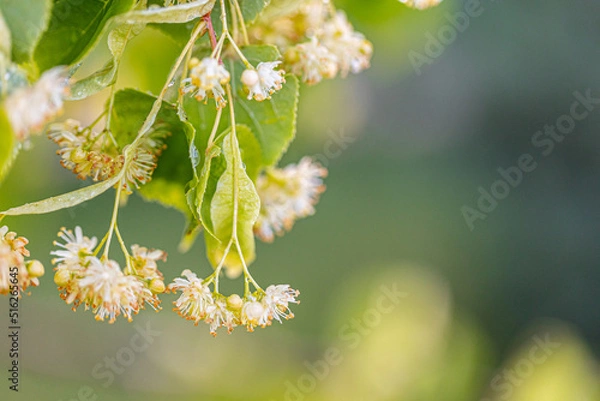 Fototapeta Linden tree blossom in summer forest, close up of lime blooming
