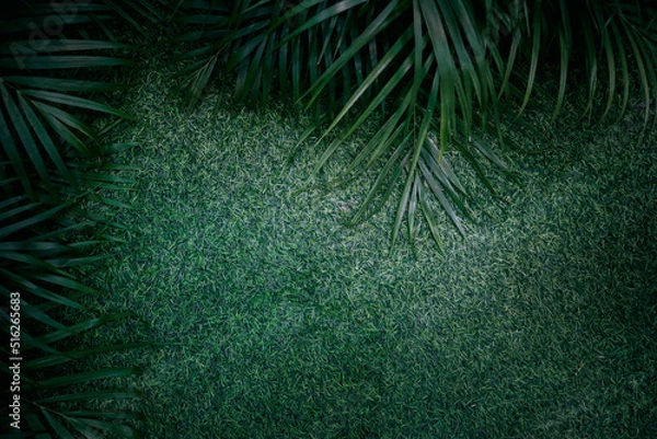 Obraz palm tree background