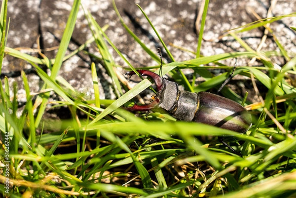 Obraz stag beetle on the grass