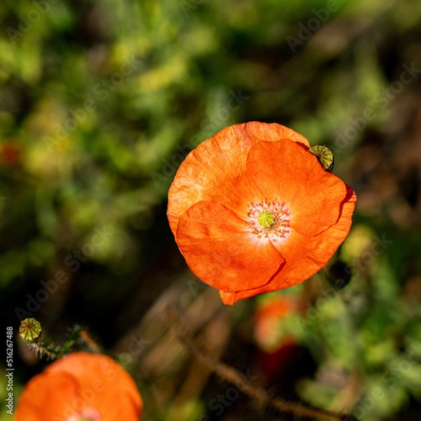 Obraz orange poppy flower