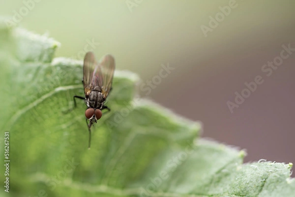 Obraz fly on leaf