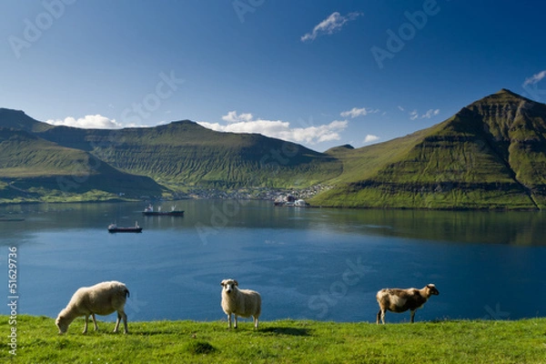 Fototapeta Grazing sheep, Fuglafjordur, Faroe Islands, 2011