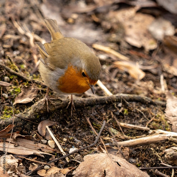Obraz Robin Rotkehlchen