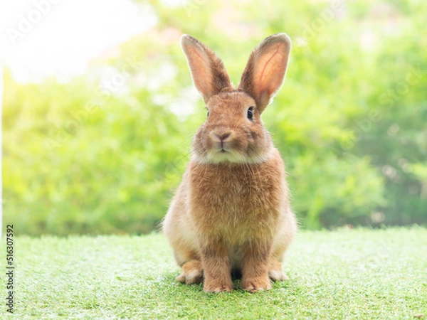 Fototapeta Brown cute rabbit sitting on grass with green nature background. Lovely action of young rabbit.