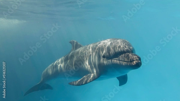 Fototapeta Young curious bottlenose dolphin looks at in the camera and smiles.  Dolphin Selfie. Close up