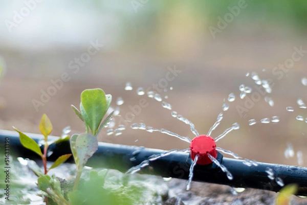Fototapeta Close up view of drip irrigation pipe puring water into the plantation in the orchard
