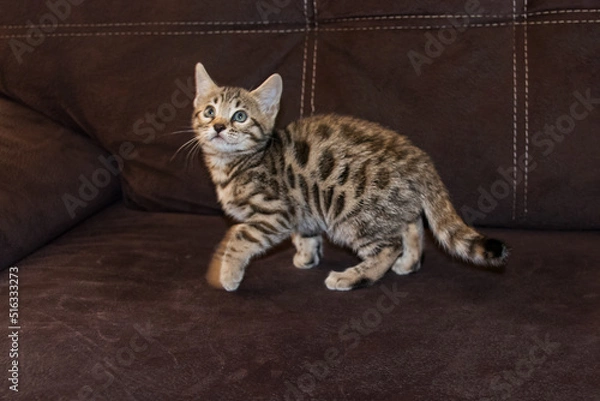 Obraz Bengal kitten. Purebred kitten looks into the frame
