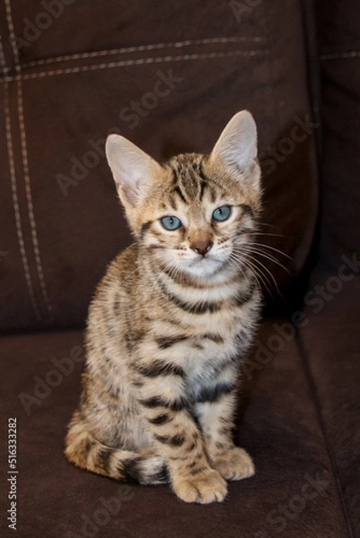 Obraz Bengal kitten. Purebred kitten looks into the frame