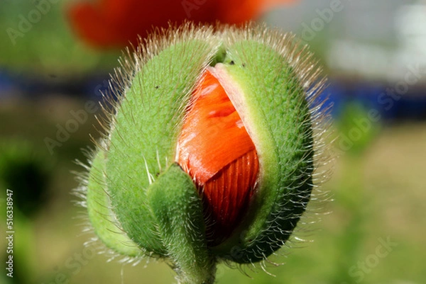 Fototapeta a bud of decorative poppy in the rays of the sun