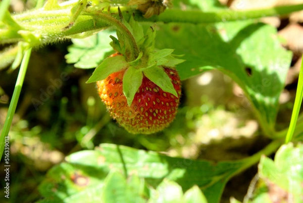 Fototapeta ripe red berry strawberries on a bush in the garden