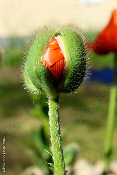 Fototapeta a poppy bud on a long stem blooms into a flower