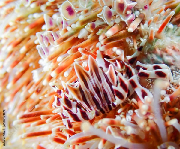 Obraz ゼブラガニ