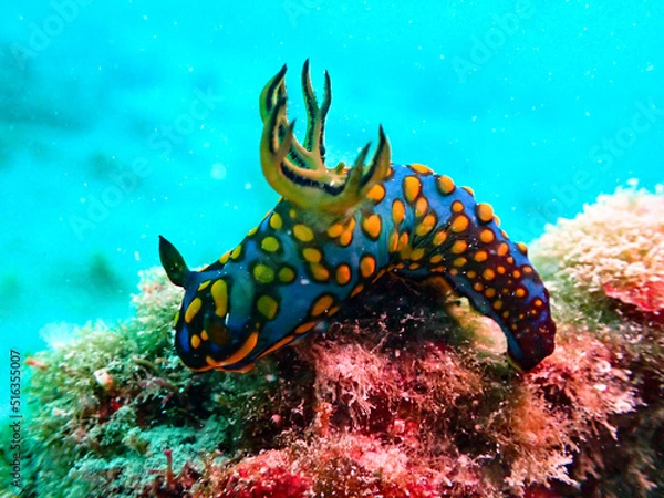 Obraz サガミリュウグウウミウシ