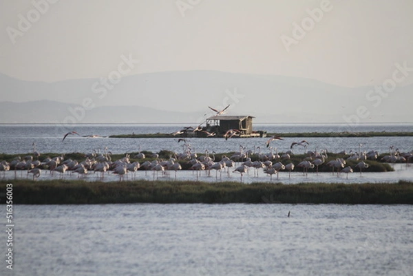 Obraz Pink Flamingos