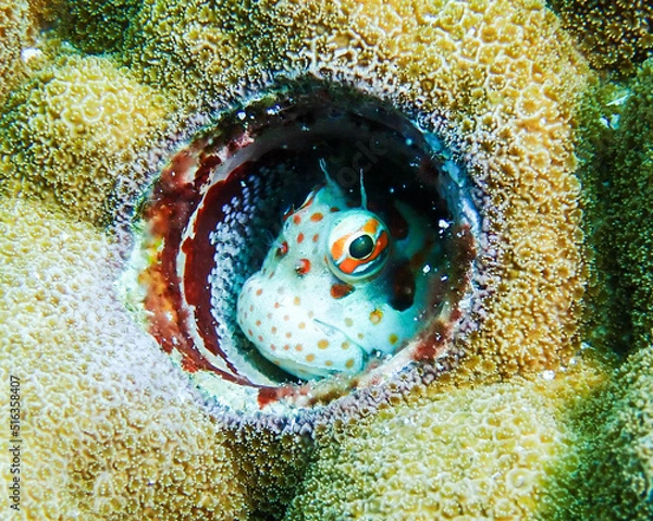 Obraz モンツキカエルウオ