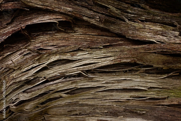 Obraz Vine bark