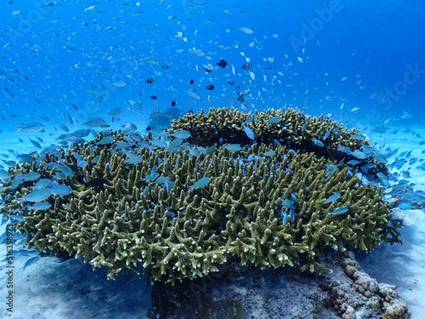 Obraz デバスズメダイ